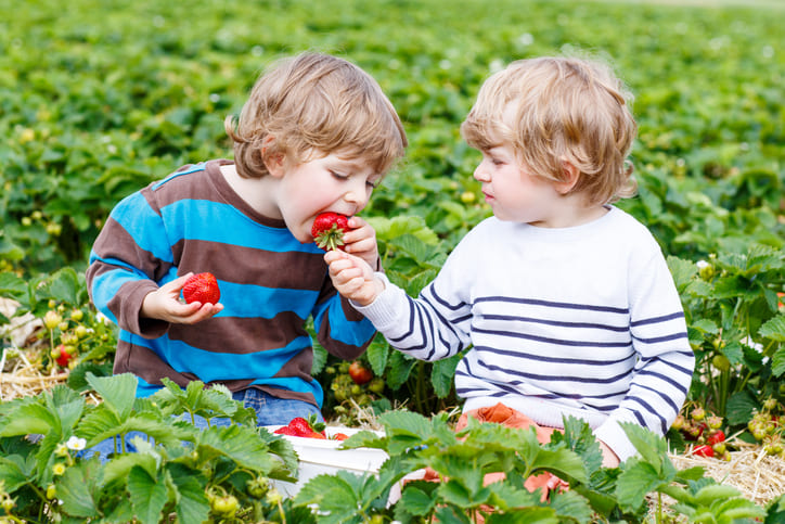 Erdbeeren zum Selbstpfücken in der Region Bodensee